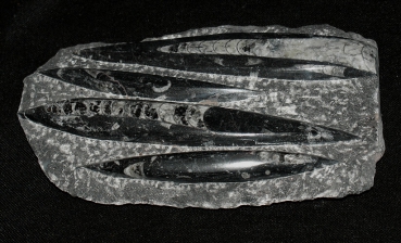 Orthoceras